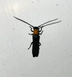 Raspberry Cane Borer thumbnail 2
