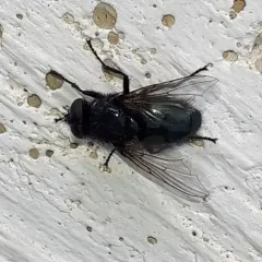 Blackbottle thumbnail 3