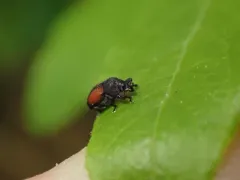 Laemosaccus nephele thumbnail 2