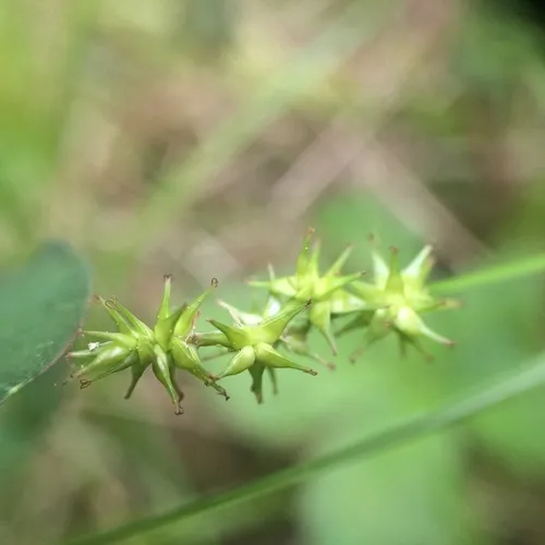 star sedge