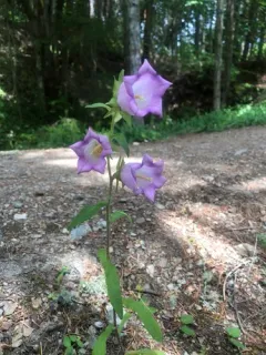 Canterbury-bells thumbnail 4