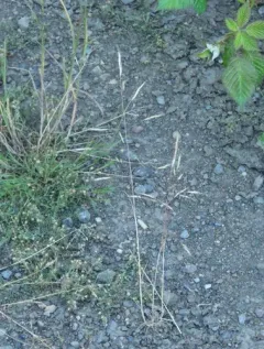 North Africa Grass thumbnail 2