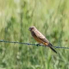 Say's Phoebe thumbnail 3