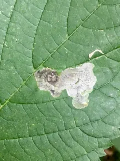 Agromyza diversa thumbnail 2
