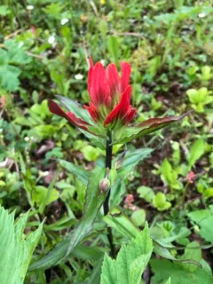 Glacier Bay Paintbrush thumbnail 1