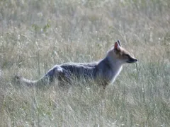 Swift Fox thumbnail 2