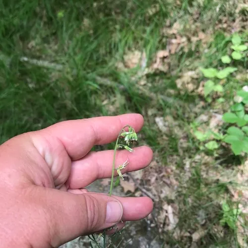 smooth rockcress