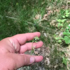 smooth rockcress thumbnail 1