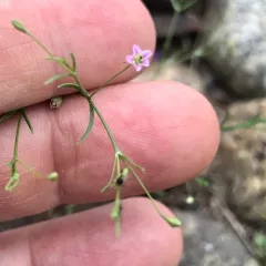 Low Baby's-breath thumbnail 4