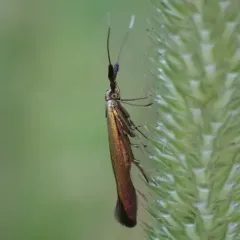 Red clover casebearer moth thumbnail 4