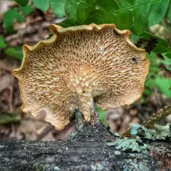 hexagonal-pored polypore thumbnail 2