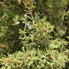 Rocky Mountain Juniper thumbnail 4