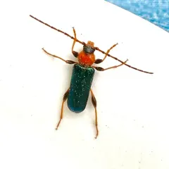 Tanbark Borer thumbnail 4