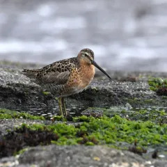 Short-billed Dowitcher thumbnail 3