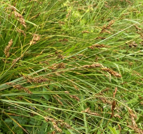 foothill sedge
