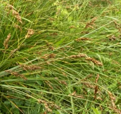 foothill sedge thumbnail 1