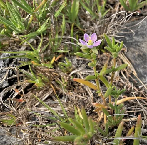 Sticky Sand-Spurrey