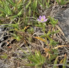 Sticky Sand-Spurrey thumbnail 1