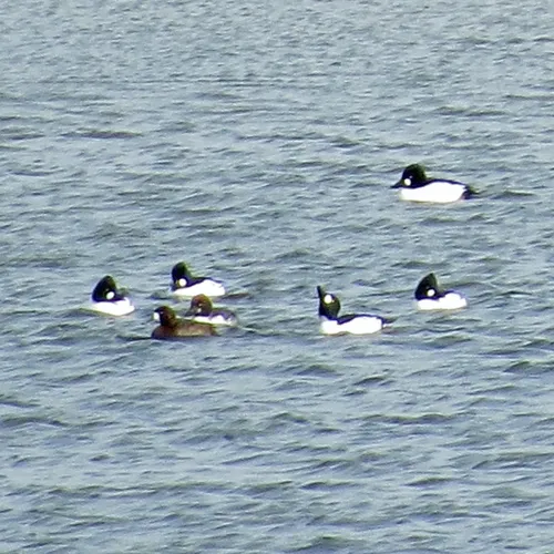 Common Goldeneye