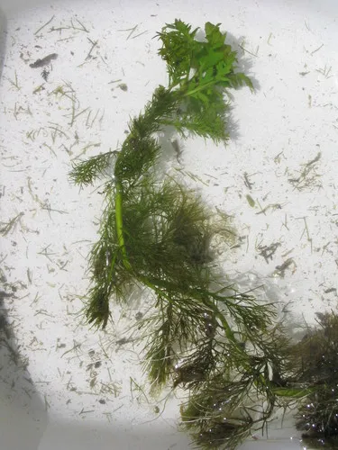 Lake-cress