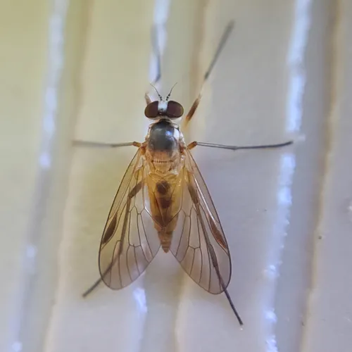 Small Fleck-winged Snipefly
