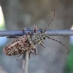 Mottled Longhorned Beetle thumbnail 1