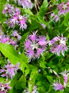 Fringed Pink thumbnail 4