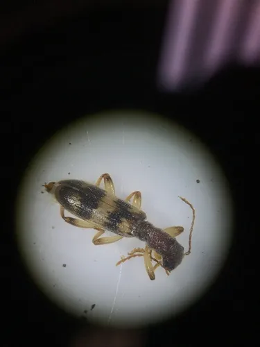 Cymatodera undulata