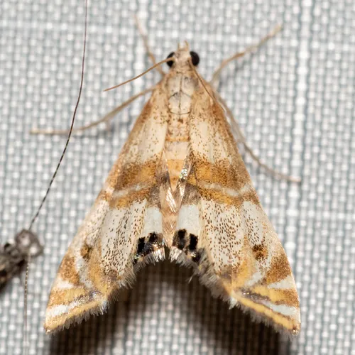 Two-banded Petrophila