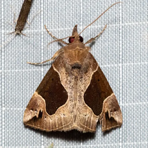 Flowing-lined Snout
