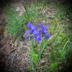 Japanese Iris thumbnail 2
