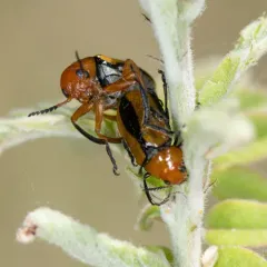 Clay-colored Leaf Beetle thumbnail 2