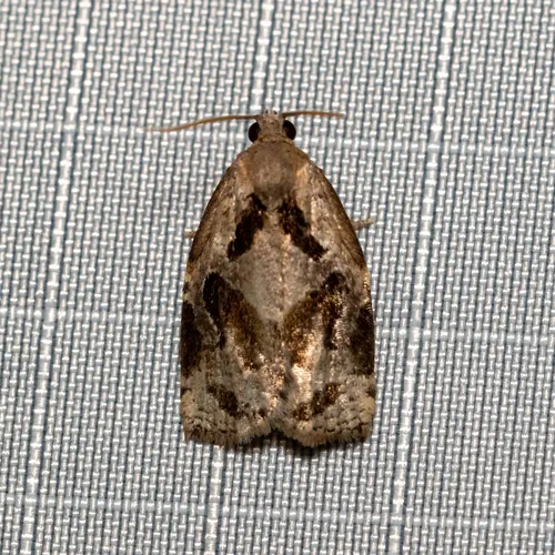 Gray Archips Moth