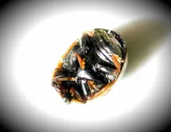 White-fronted Spurleg thumbnail 3