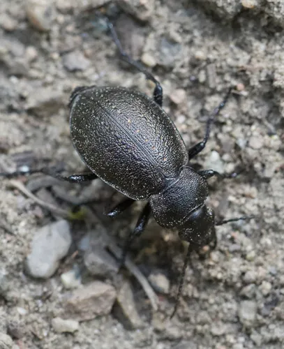 Calosoma wilkesii