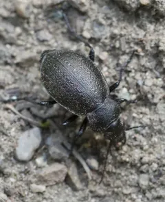 Calosoma wilkesii thumbnail 1