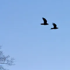 Common Raven thumbnail 3