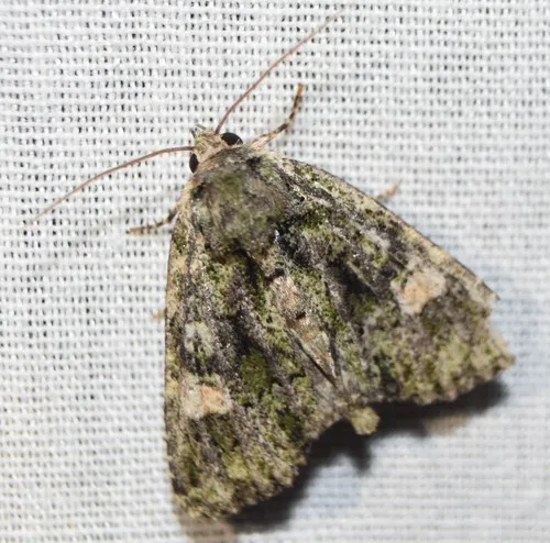Spotted Phosphila Moth