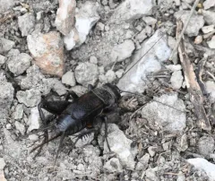 Western Rock-loving Field Cricket thumbnail 2