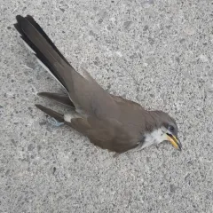 Yellow-billed Cuckoo thumbnail 4