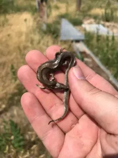 Many-lined Skink thumbnail 2