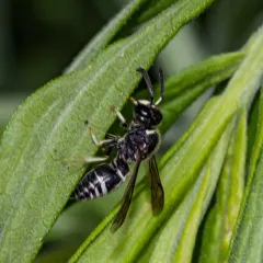 Black-and-white Mason Wasp thumbnail 4
