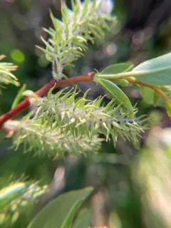 booth's willow thumbnail 3
