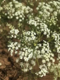 Oregon yampah thumbnail 2