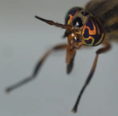 Striated Deer Fly