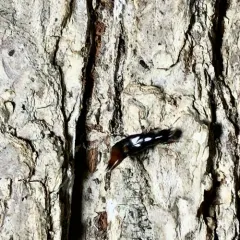 Hesperus apicialis thumbnail 3