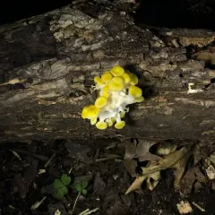 Golden Oyster Mushroom thumbnail 4