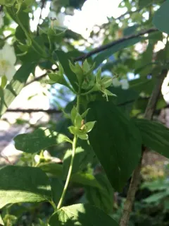 Scentless Mock Orange thumbnail 1
