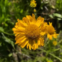 Bigelow's sneezeweed thumbnail 1