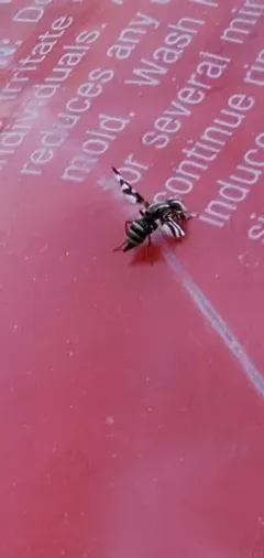 Tritoxa pollinosa thumbnail 4